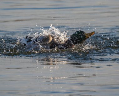 Ördek mutlu bir şekilde kanat çırpar suda