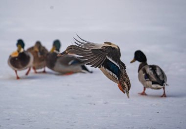 Ördek kanatlarını çırpar ve uçar.