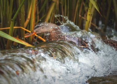 Ördek büyük dalgalarda yüzüyor ve dalıyor.
