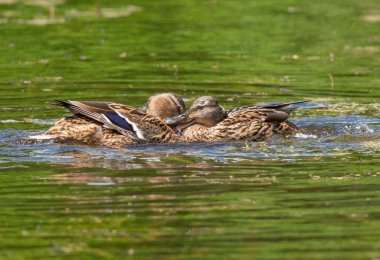 İki ördek suda oynar ve öpüşür.
