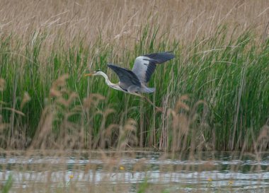 Gri balıkçıl gölün üzerinde uçar