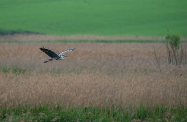 Gri balıkçıl gölün üzerinde uçar