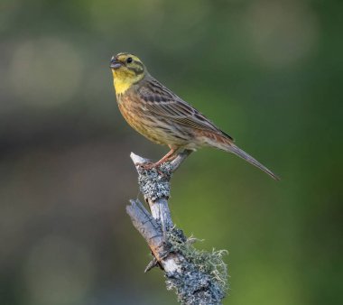 Kuş burnu sarı-çekiç bir ağaç dalında oturur