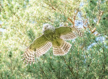 Baykuş ağaçların arasında uçar
