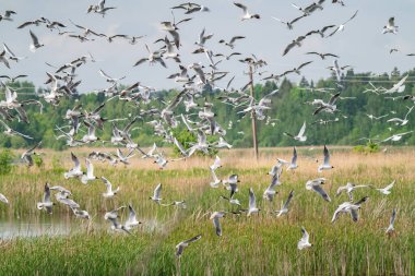Bir sürü martı bataklığın üzerinde uçar.