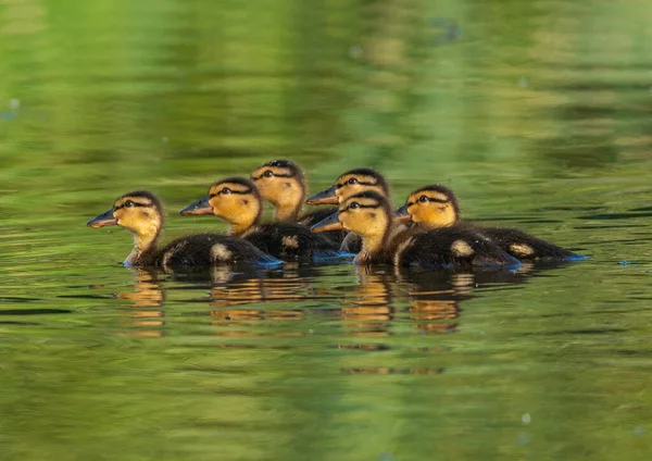 Groupe Canetons Nage Sur Eau Dans Lac — Photo
