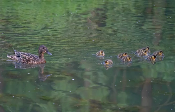 Canard Maman Avec Des Canetons Nage Sur Lac — Photo