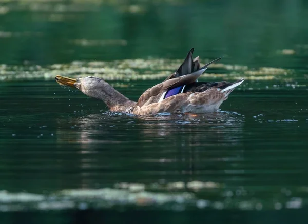 Eend Flappert Met Plezier Zijn Vleugels Het Water — Stockfoto