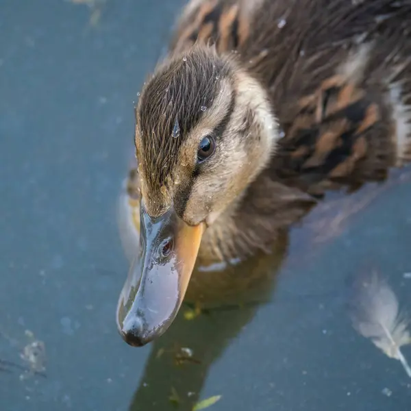 Solitaire Beau Canard Sur Fond Eau — Photo