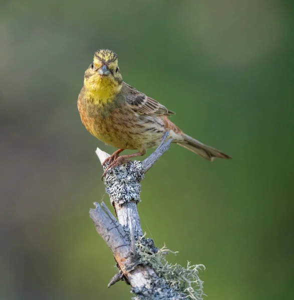 Bruant Oiseaux Marteau Jaune Assis Sur Une Branche Arbre — Photo