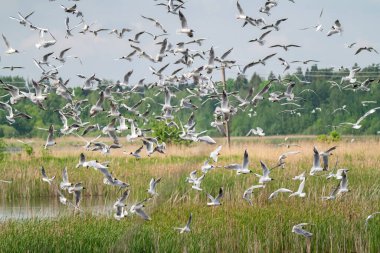 Bir sürü martı bataklığın üzerinde uçar.