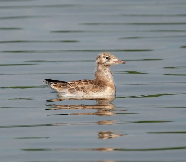 Mouette Poussin Sur Surface Eau — Photo