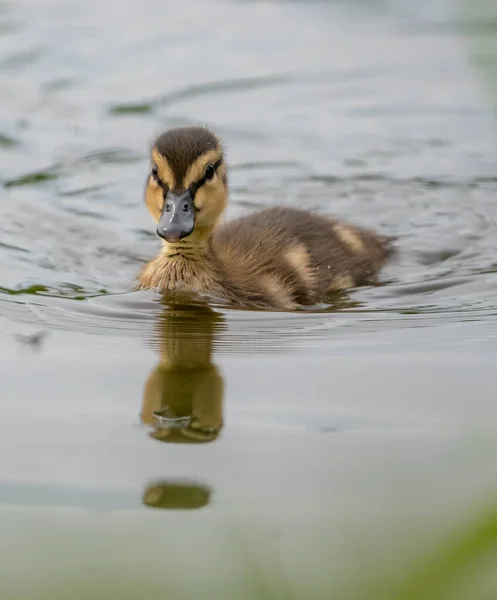 Canard Nage Sur Lac Été — Photo