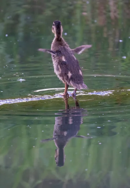 Canard Tient Dans Eau Dans Lac — Photo
