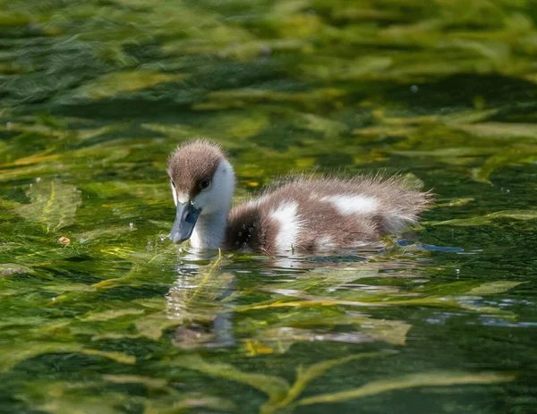 Duckling Swims Summer Lake Stock Photo