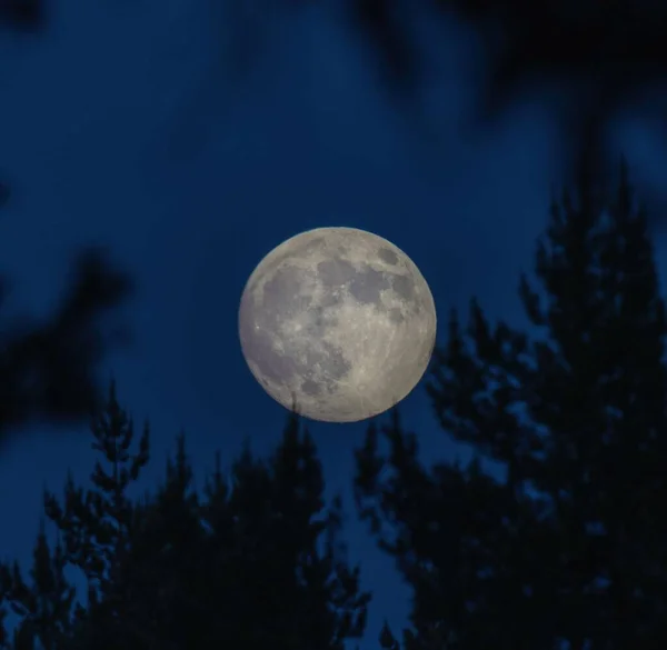 Luna Bosque Fondo Del Crepúsculo Cielo — Foto de Stock