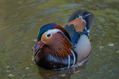 Güzel mandalina ördeği suyun üstünde