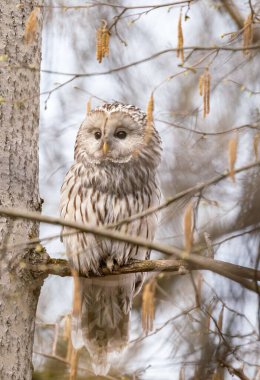 Baykuş ağaçların dallarına bakıyor.