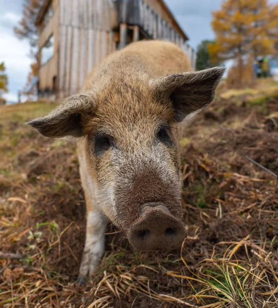 Porco Preto Engraçado Olhando Para Câmera — Fotografia de Stock