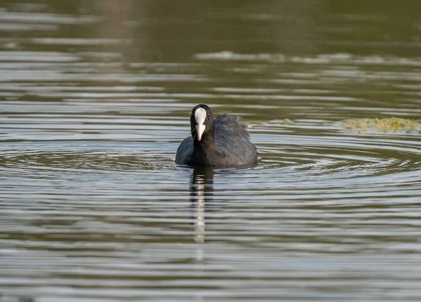 Pied Oiseau Nage Sur Lac Mange Herbe — Photo