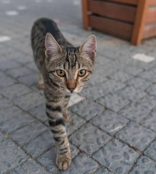 Schöne Gestromte Graue Katze Auf Einem Ziegelsteinpflaster — Stockfoto