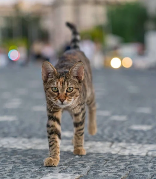 Schöne Gestromte Graue Katze Auf Einem Ziegelsteinpflaster — Stockfoto