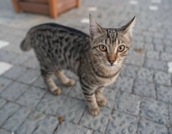 Schöne Gestromte Graue Katze Auf Einem Ziegelsteinpflaster — Stockfoto