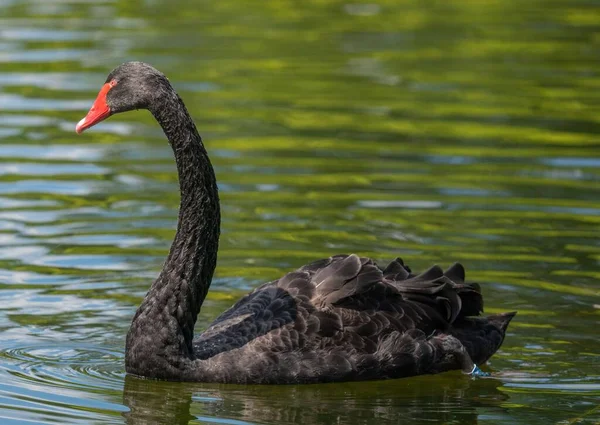 Schöner Schwarzer Schwan Schwimmt Auf Dem See — Stockfoto
