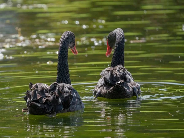 Mooie Zwarte Zwaan Zwemt Het Meer — Stockfoto