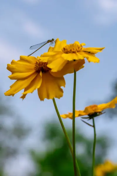 Küçük hanım sineği yazın dinlenir.
