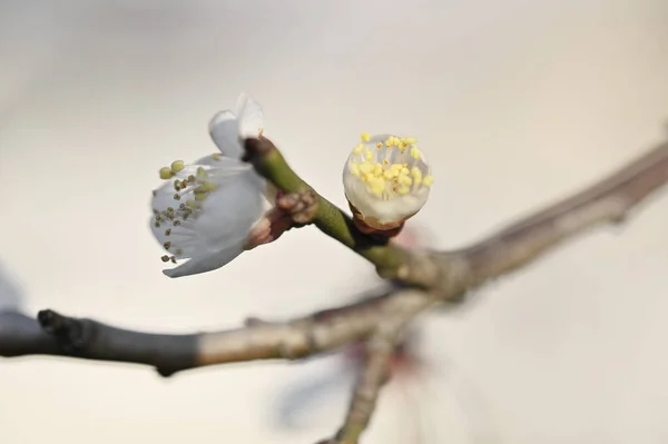 Çiçek açan erik çiçeği