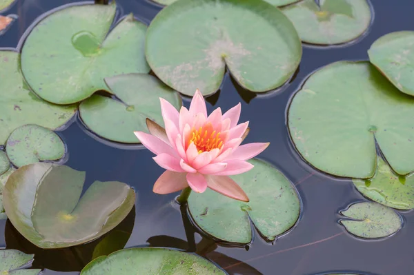 Gölette lotus, yazın Şangay bahçesi, yeşil yapraklar.