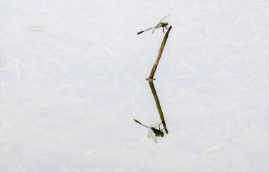 Küçük hanım dinleniyor, yazın böcek, gölet ve su.