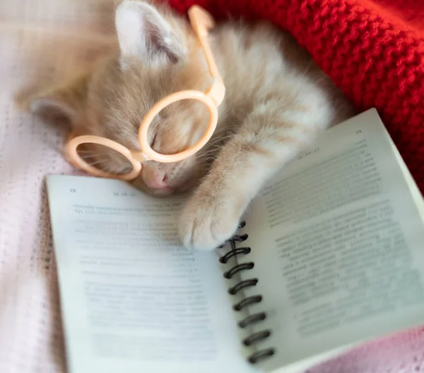 Rood poesje slaapt in bril met boek — Stockfoto