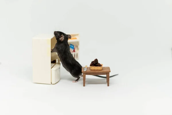 一只灰色的小老鼠看着冰箱里的东西。玩具家具 — 图库照片
