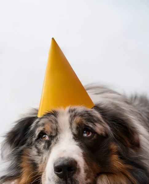 Droevige verjaardag van de Australische herdershond — Stockfoto