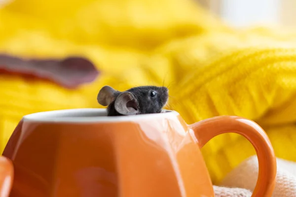Une petite souris grise sort d'une citrouille en céramique. Concept d'Halloween — Photo