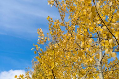 Sonbahar arkaplanı. Sarı huş yaprakları güneş ışığında. Güneşli bir gün. Seçici odak