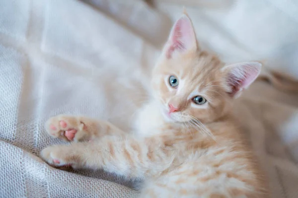 Lindo gatito rojo durmiendo en una manta de punto — Foto de Stock