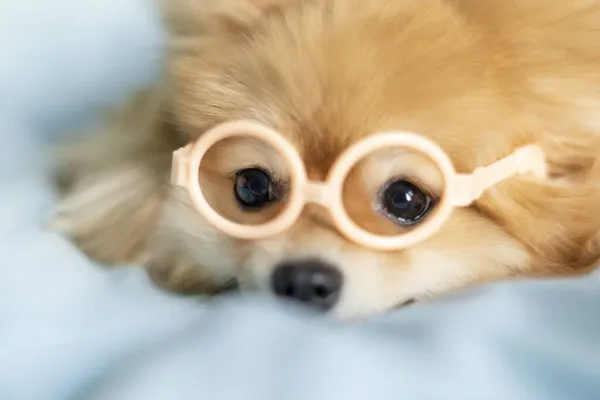 Un pequeño perro Pomeranian miente y mira directamente a la cámara — Foto de Stock