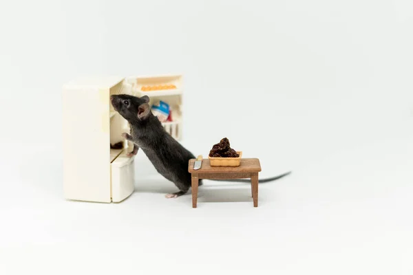 小さな灰色のマウスは、冷蔵庫の中にあるものを見ています。人形家具 — ストック写真