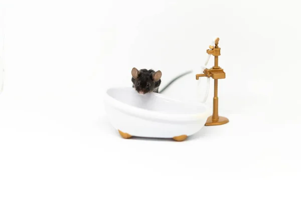 Küçük gri bir fare banyodaki duşa bakıyor. Oyuncak bebek mobilyası