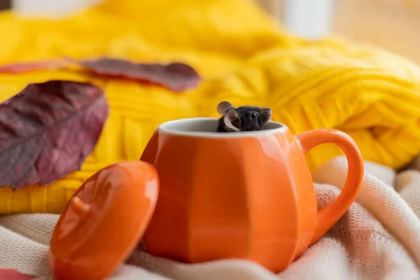 Küçük gri bir fare seramik bir balkabağından dışarı bakıyor. Cadılar Bayramı Konsepti