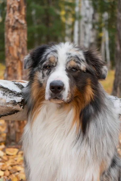 Australian Shepherd dog near a fallen tree against the background of an autumn forest. Halloween Concept