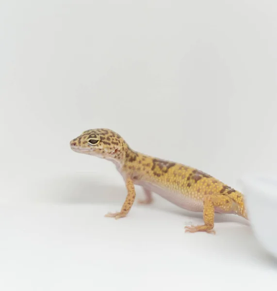 Gecko eublepharus sur fond blanc — Photo