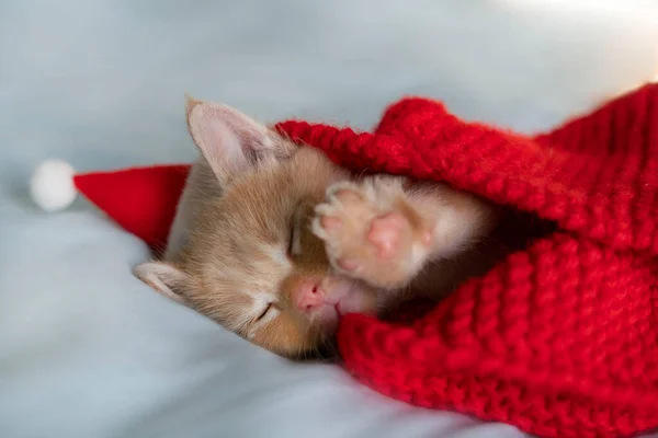 Κόκκινο γατάκι κοιμάται σε ένα καπέλο του Άη Βασίλη και μια πλεκτή κόκκινη κουβέρτα. Μπάνερ — Φωτογραφία Αρχείου