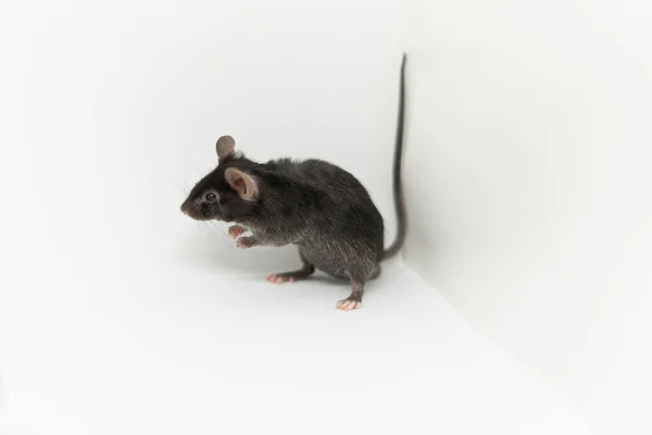 Szara mysz stoi w białym rogu — Zdjęcie stockowe