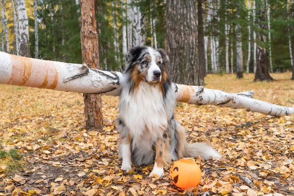 Avustralya çoban köpeği ormanın arka planında, elinde balkabağı şekeri kasesiyle. Cadılar Bayramı Konsepti