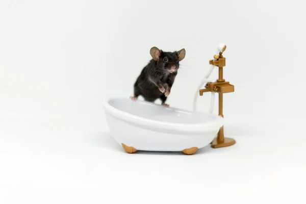 회색 쥐 한 마리가 흰 욕조 위에 앉아 있습니다. 인형 가구 — 스톡 사진