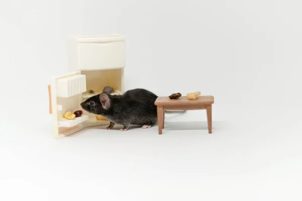 Küçük gri bir fare yiyecek aramak için boş bir buzdolabına bakar. Oyuncak bebek mobilyası — Stok fotoğraf
